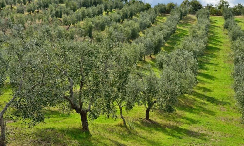 Έρχονται πρόστιμα για τους ιδιοκτήτες ζώων που προκαλούν αγροτικές φθορές